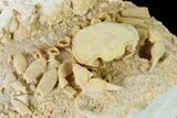 Fossil Crab (Potamon) Preserved in Travertine - Turkey #145057-4